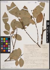Foto von Salix caprea L.